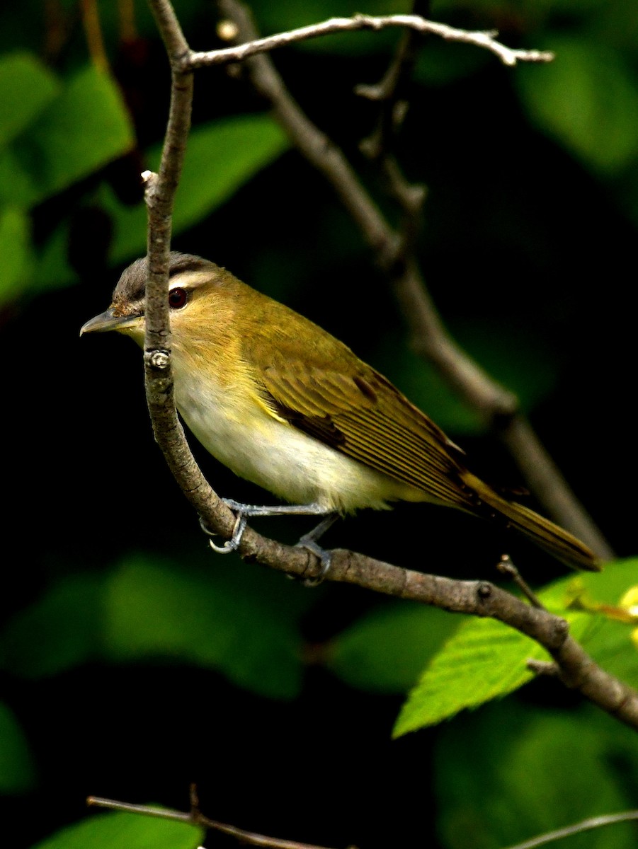 Red-eyed Vireo - roger beaupre