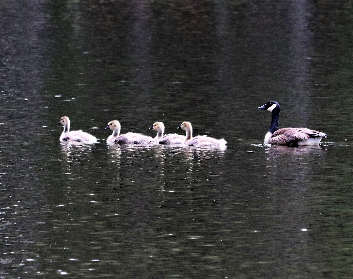 Canada Goose - ML58629411