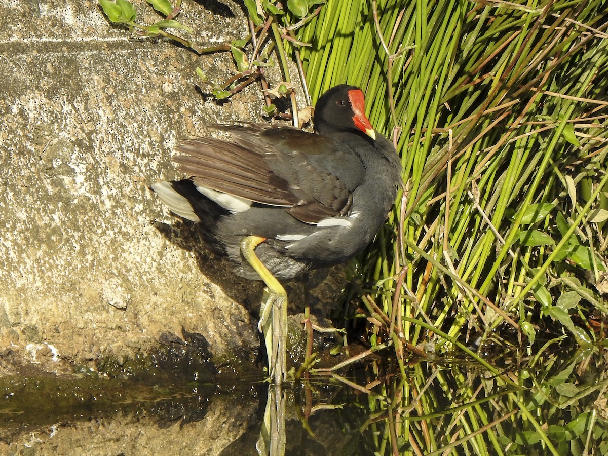 Common Gallinule - ML586294761