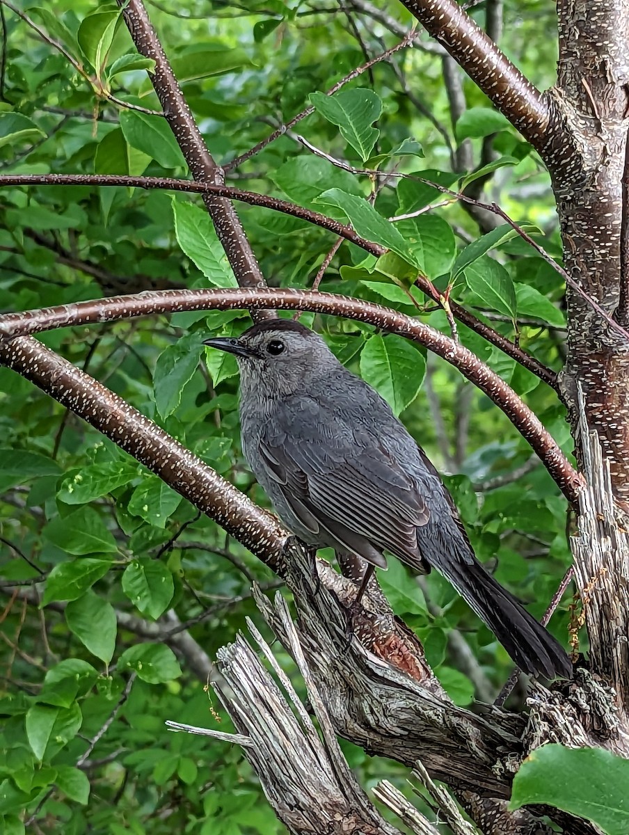 Gray Catbird - ML586295541