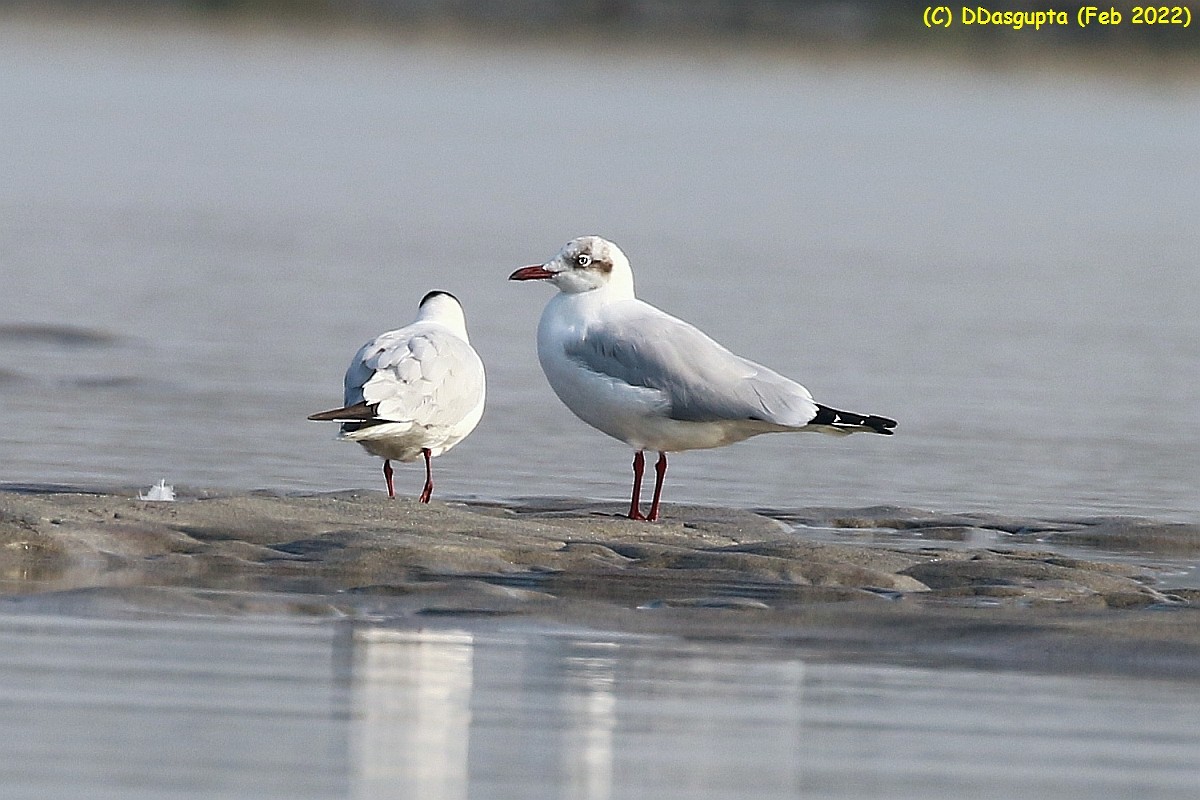 Brown-headed Gull - ML586298741