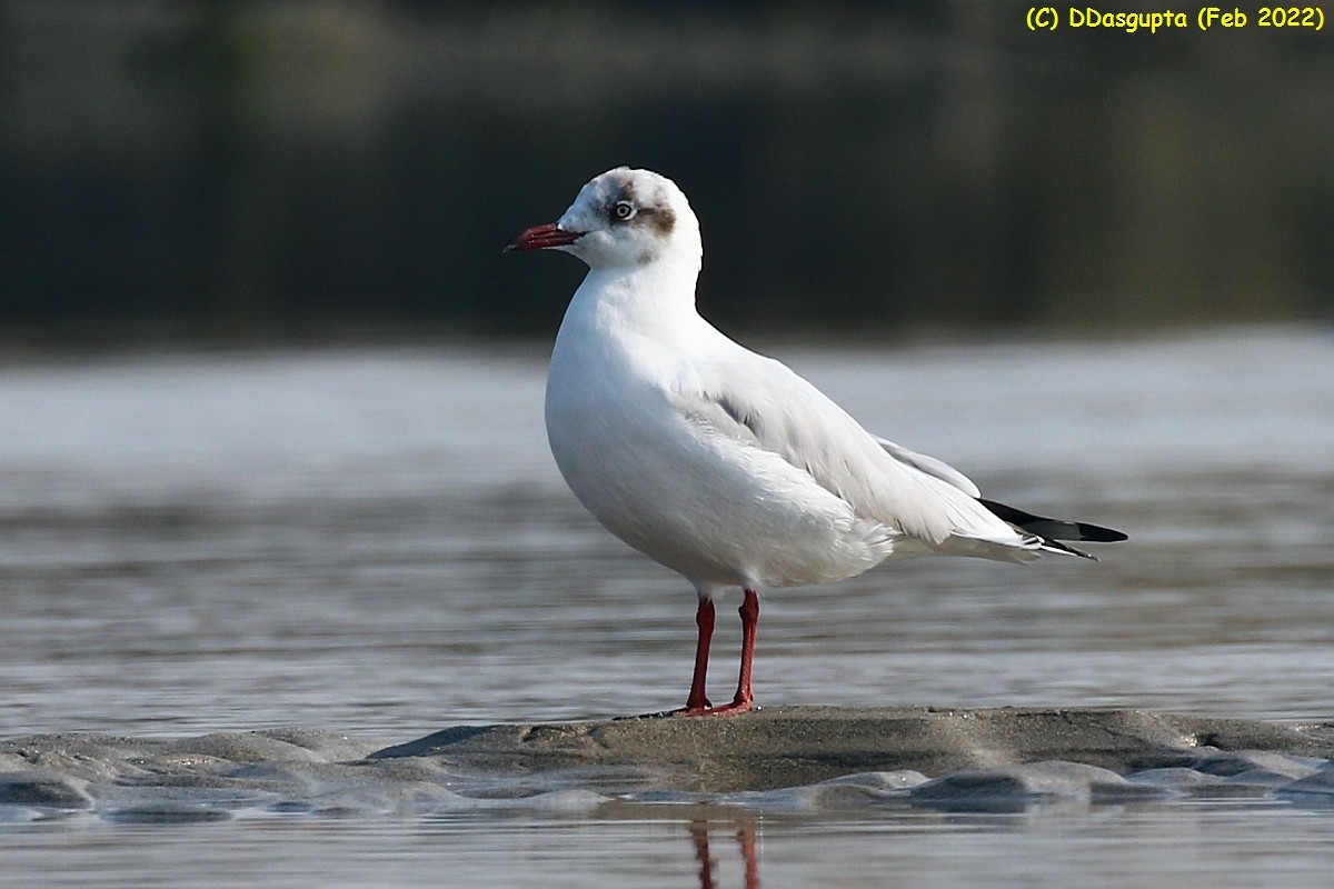 Brown-headed Gull - ML586298751