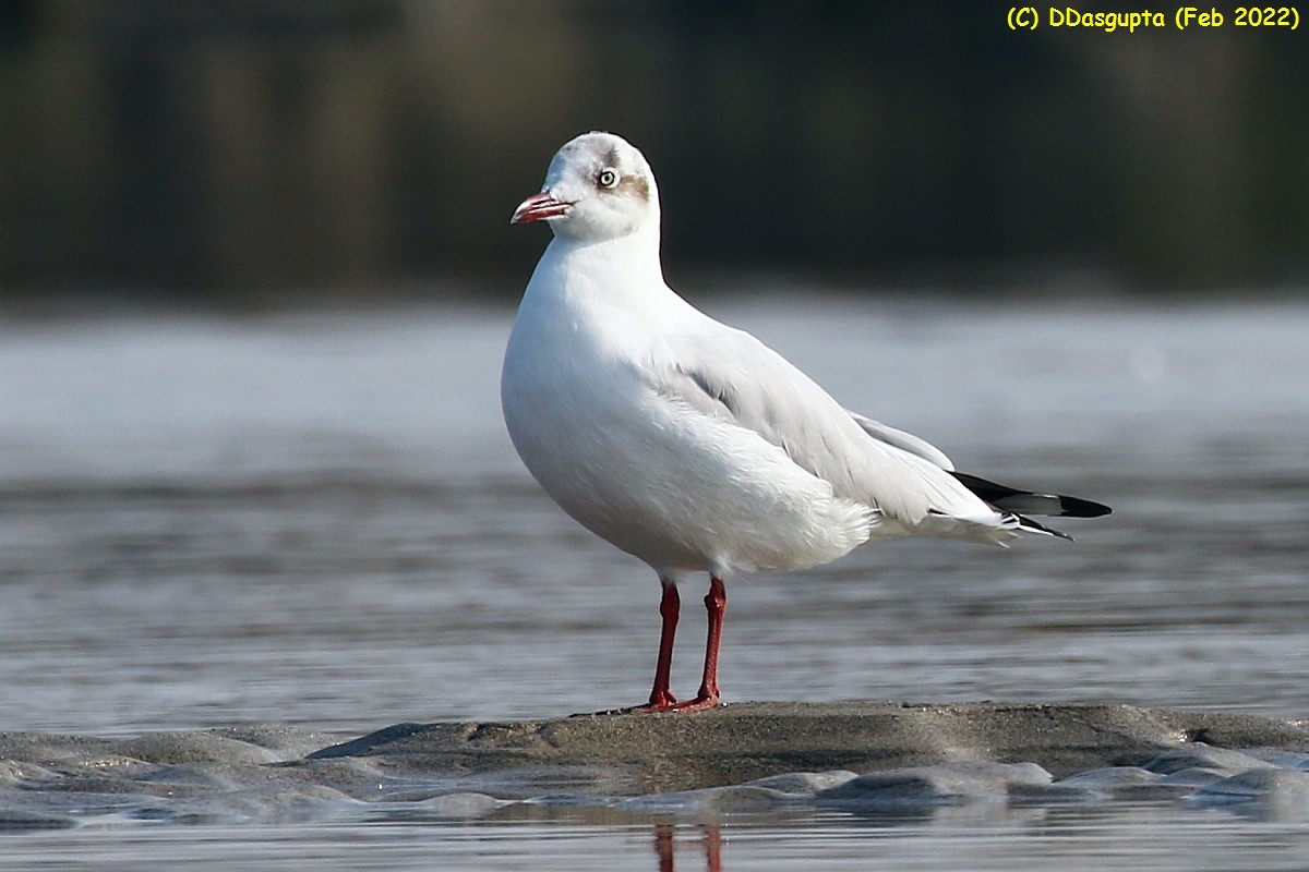 Brown-headed Gull - ML586298761