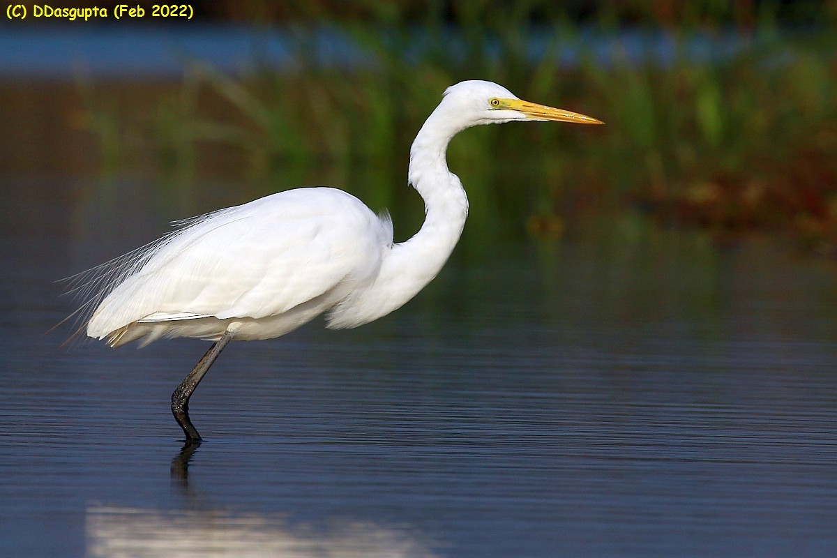 Great Egret - ML586298941