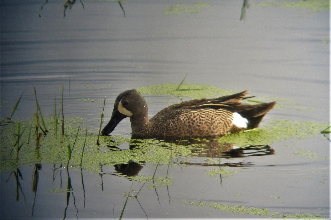 Blue-winged Teal - ML586298961