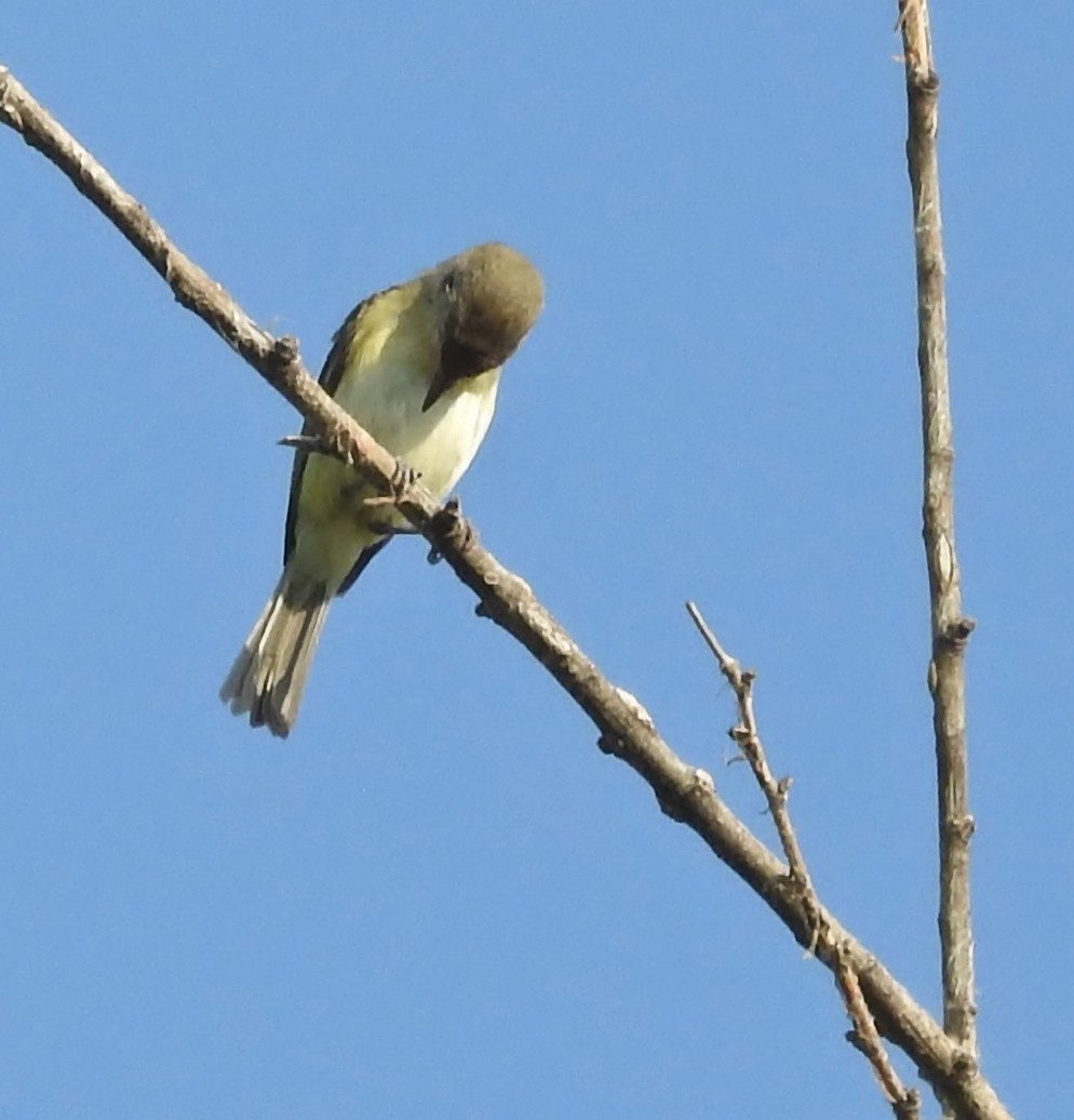 krattvireo - ML586299021