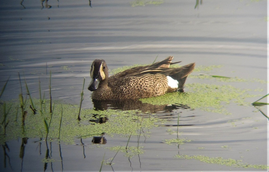 Blue-winged Teal - ML586299111