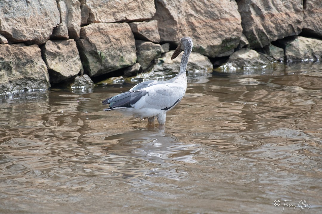 Asian Openbill - Fawas Illias