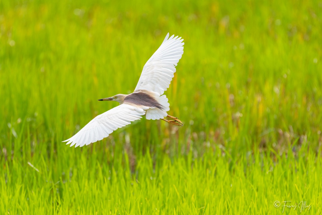 Indian Pond-Heron - Fawas Illias