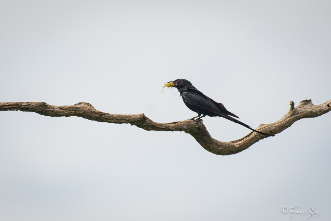 Black Drongo - Fawas Illias