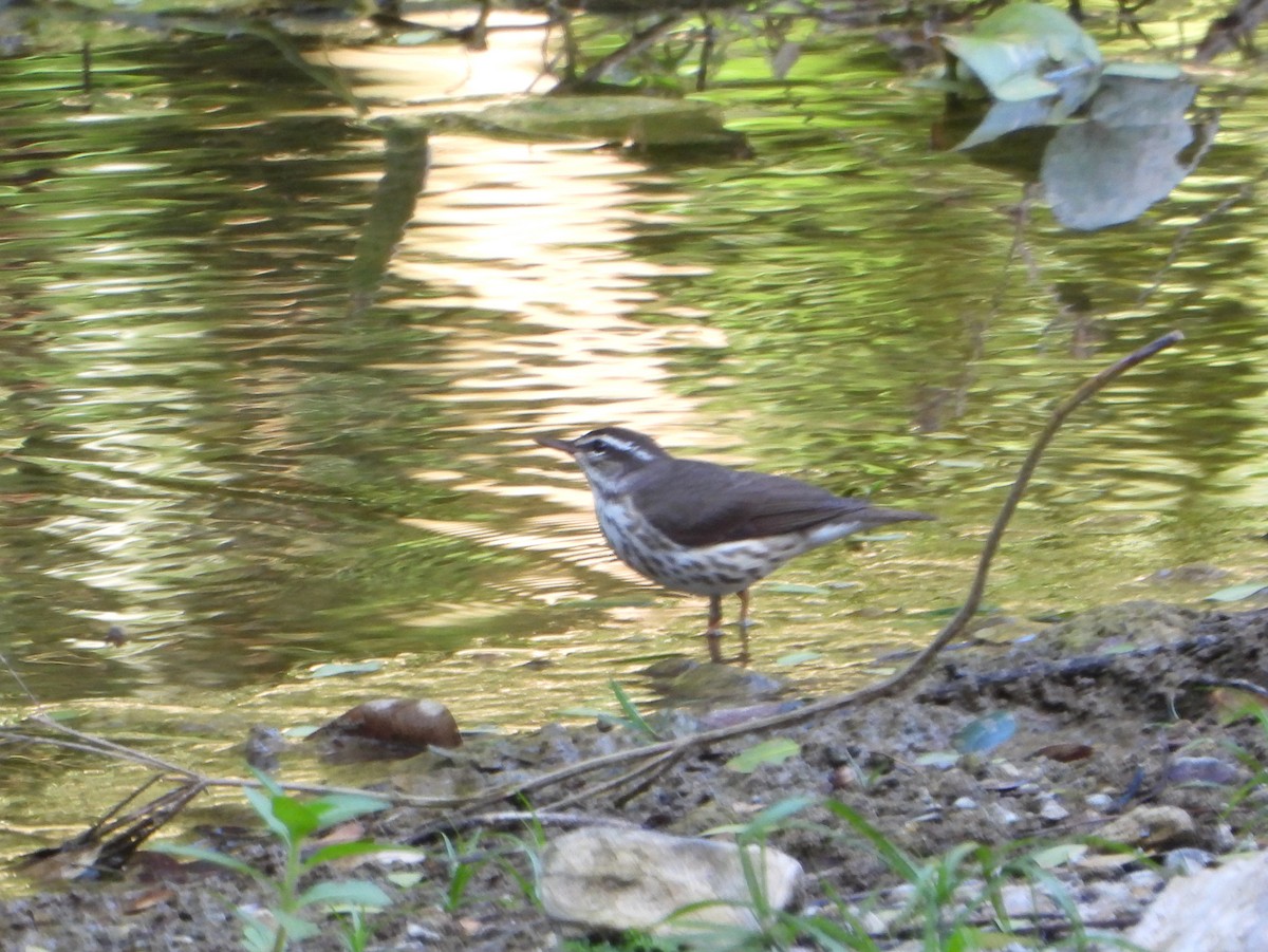 Louisiana Waterthrush - bob butler