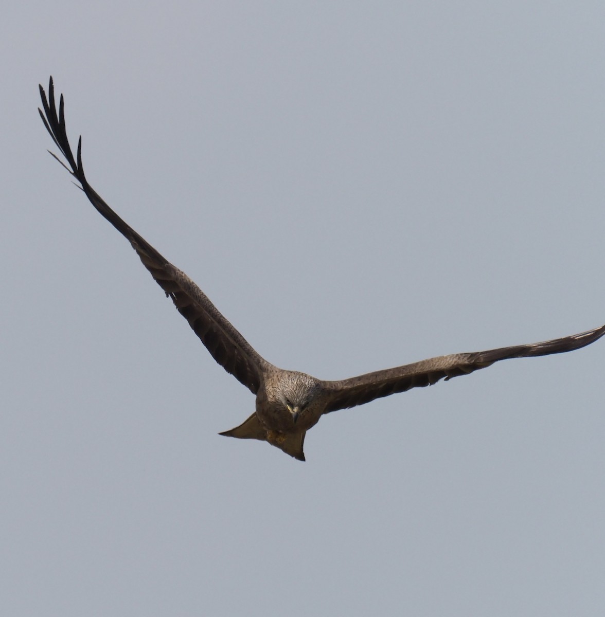 Black Kite - Michael Lemcke