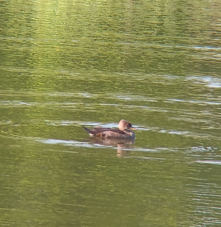 Hooded Merganser - Eric Bauder