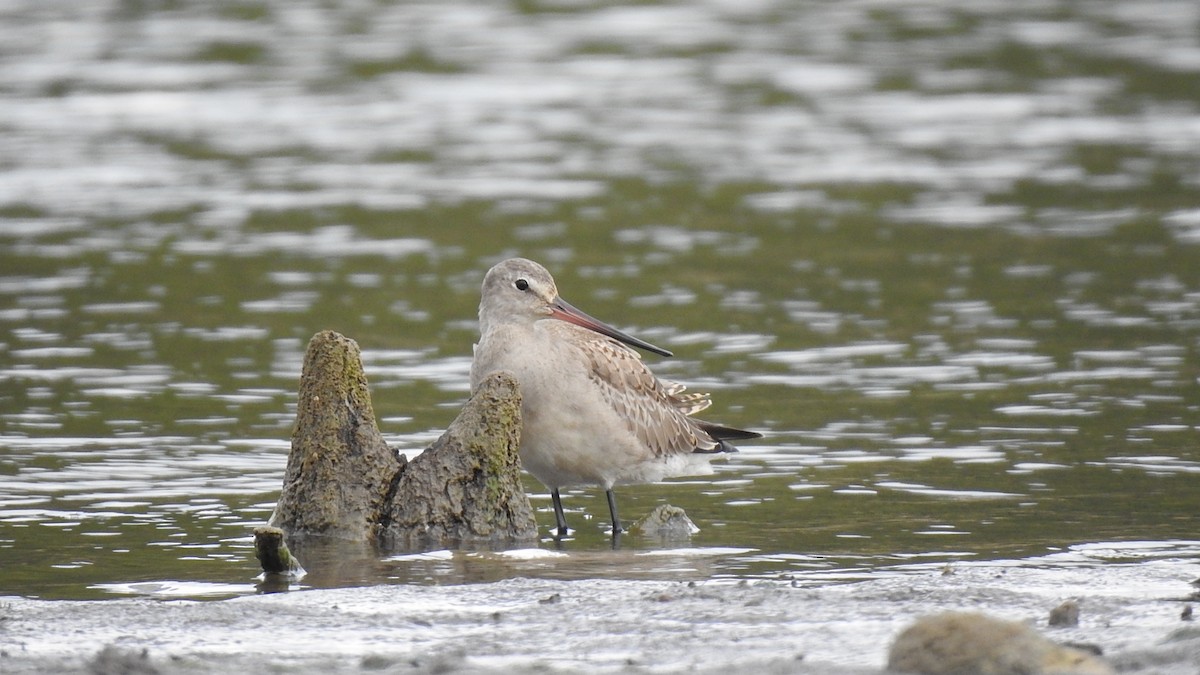 Hudsonian Godwit - ML586301661