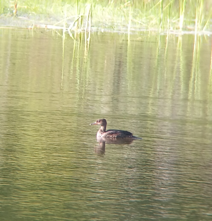 Hooded Merganser - ML586301811