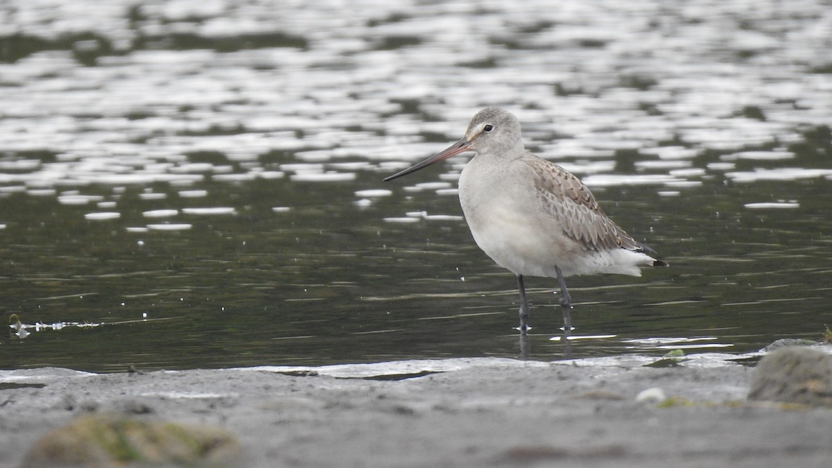 Hudsonian Godwit - ML586301821