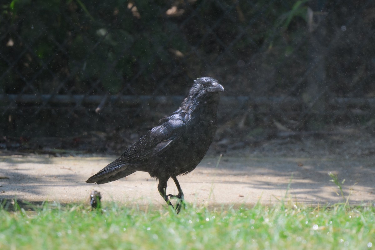 Carrion Crow - ML586304041