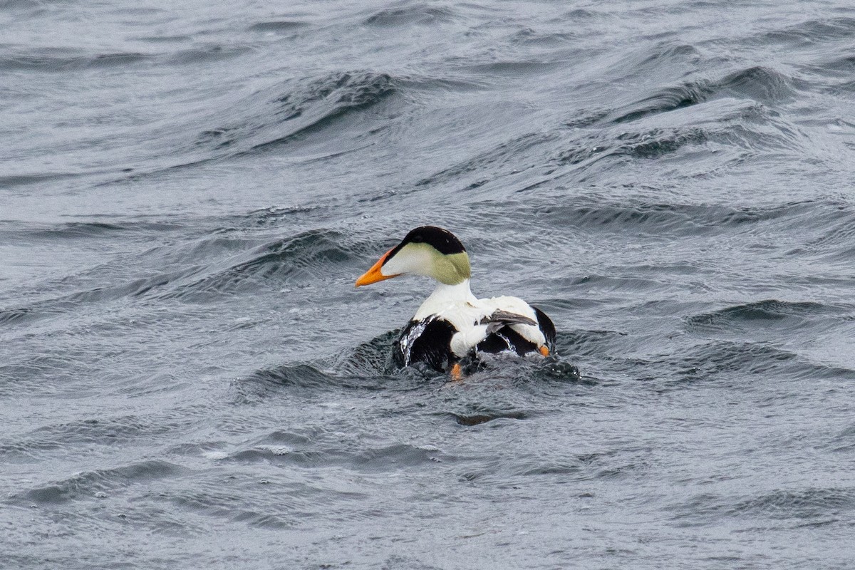 Common Eider - ML586304771