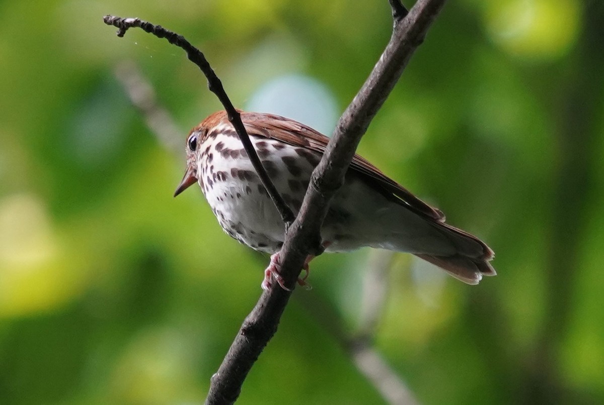 Wood Thrush - ML586305871