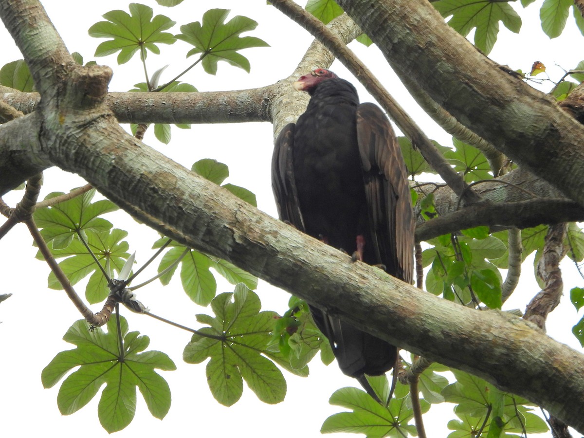 Turkey Vulture (Northern) - bob butler