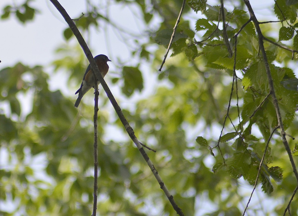 Eastern Bluebird - ML586306561