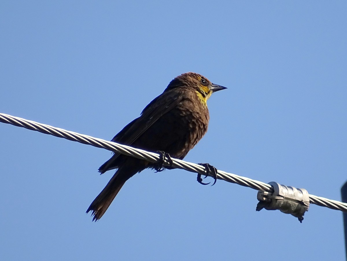 Yellow-headed Blackbird - Paul Foth