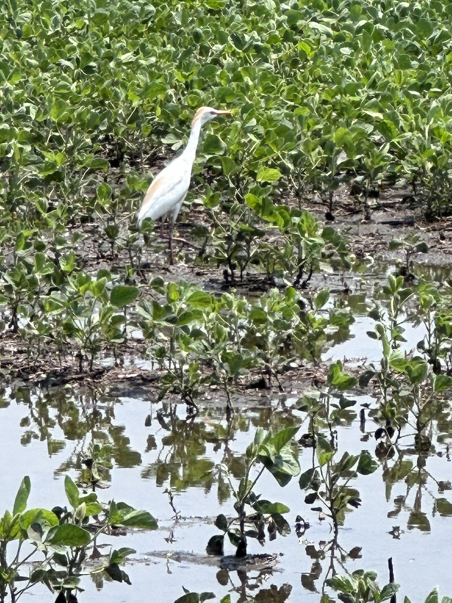 Western Cattle Egret - ML586307611