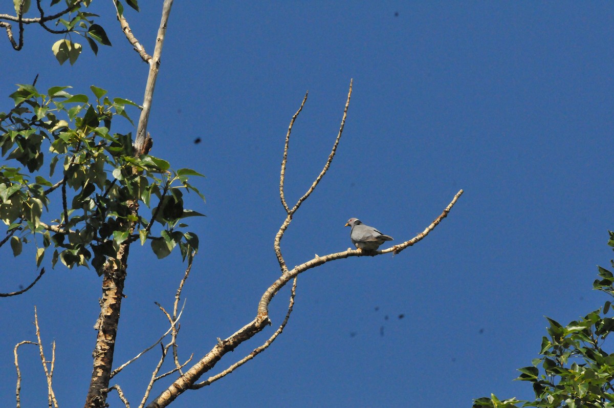 Band-tailed Pigeon - ML586308261