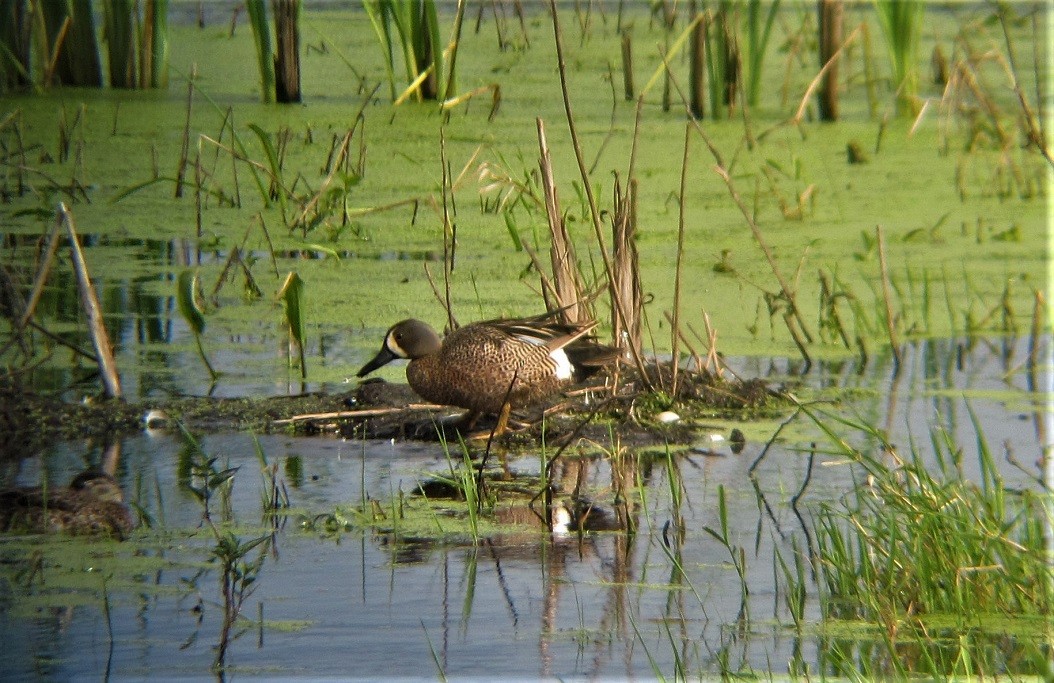Blue-winged Teal - ML586308671