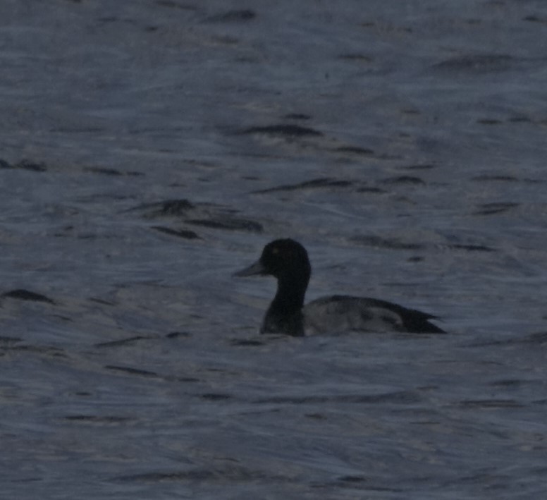 Lesser Scaup - ML586309131