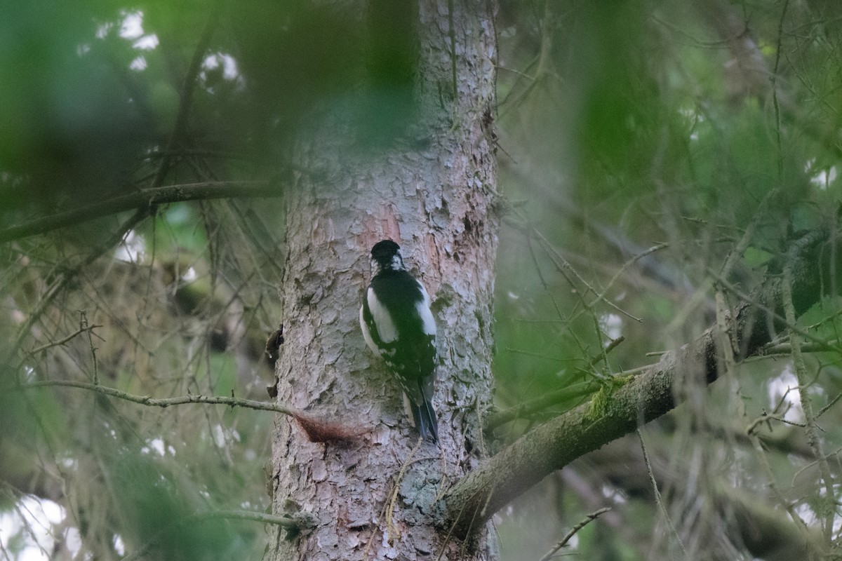 Great Spotted Woodpecker - John Kuenzli