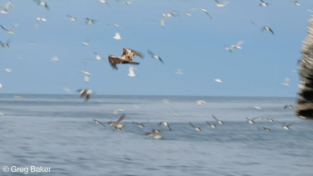 Bald Eagle - ML586309271