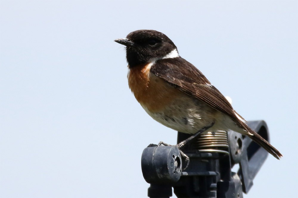 European Stonechat - ML58631041