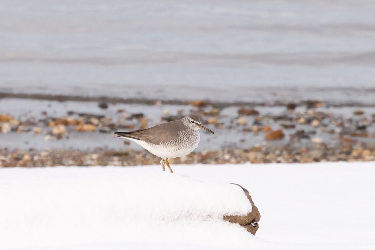 Gray-tailed Tattler - ML586310541