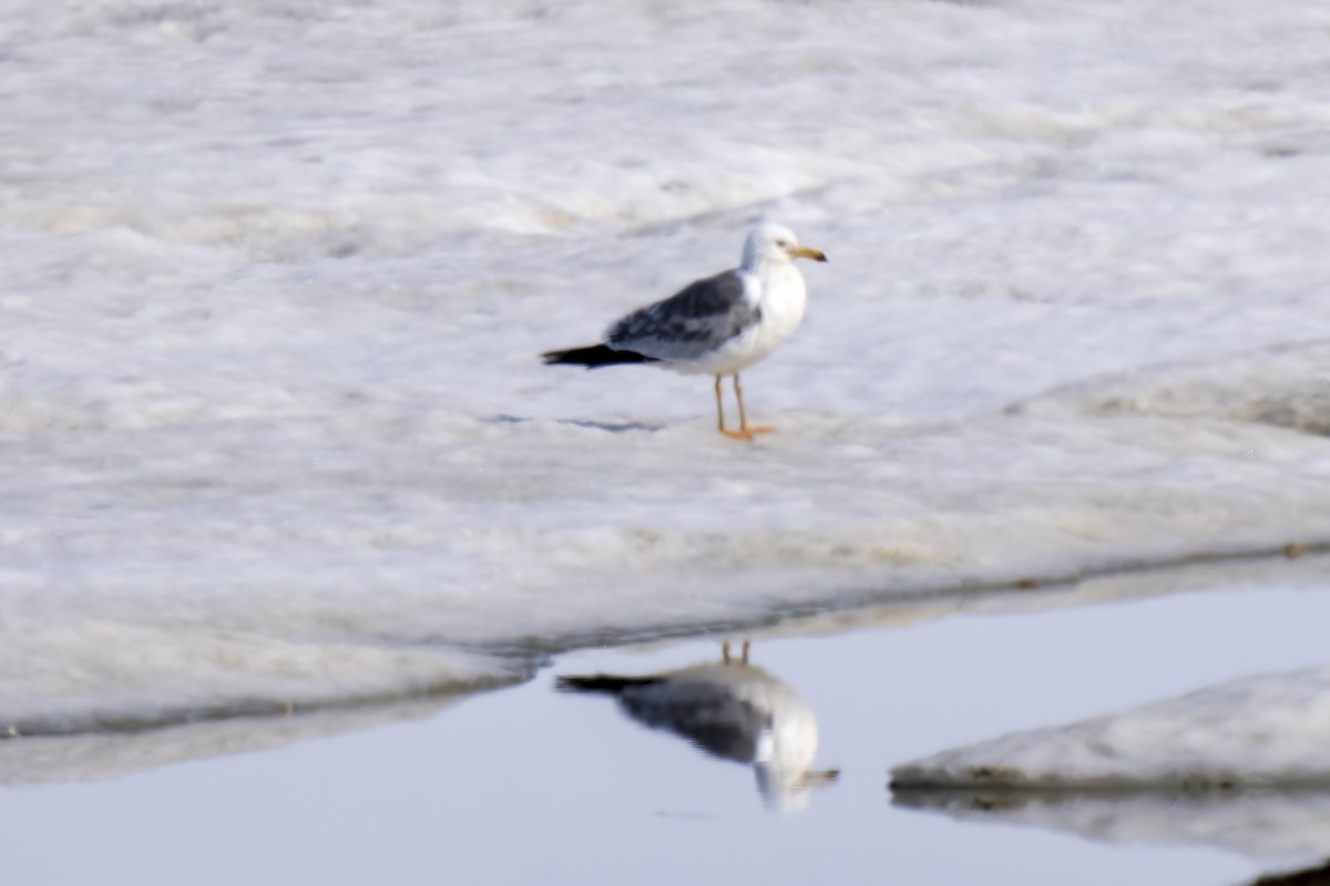 goéland sp. (Larus sp.) - ML586311121