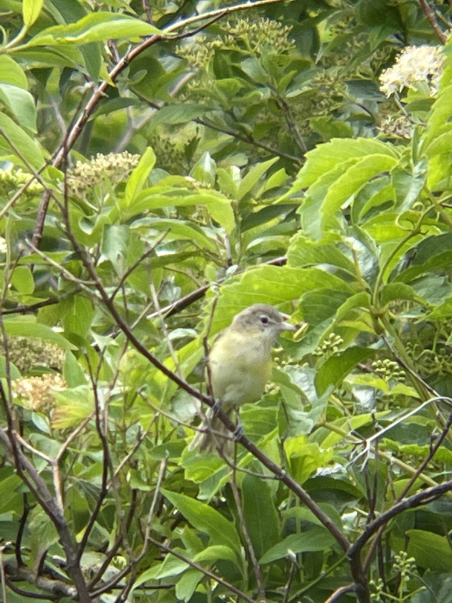 Bell's Vireo - Luke Donahue