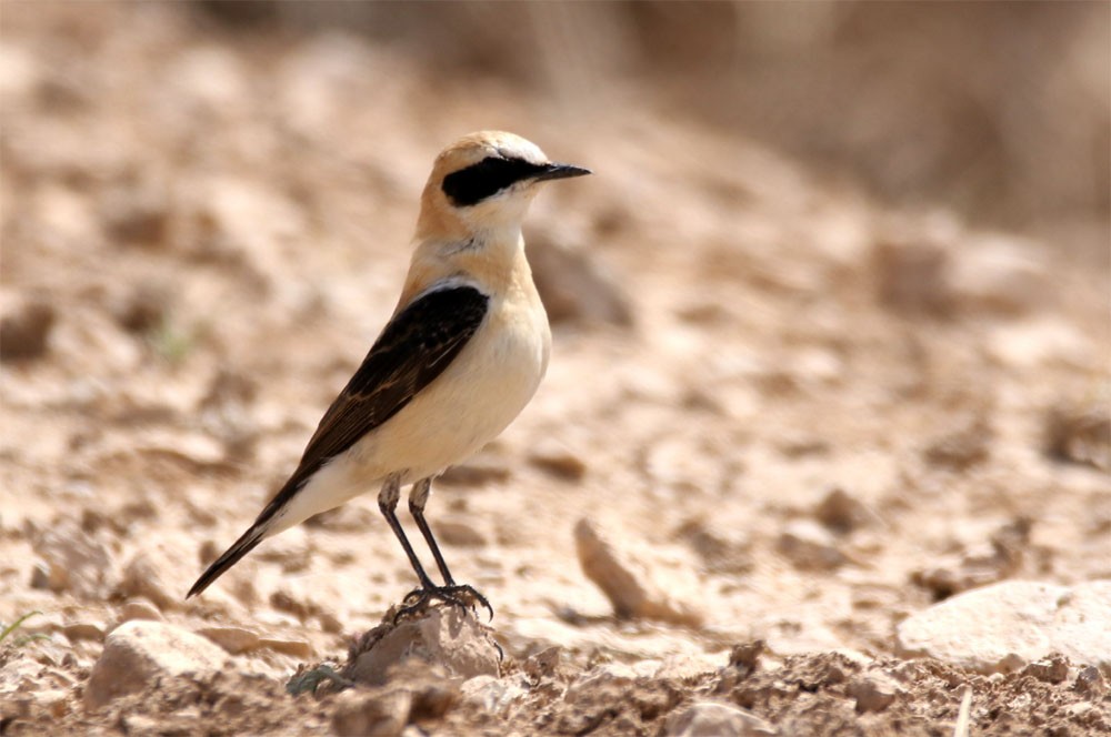Western Black-eared Wheatear - ML58631181