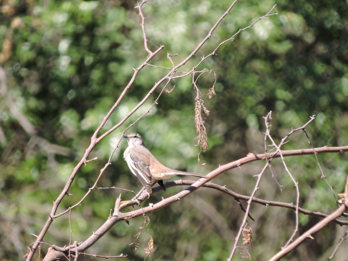 White-banded Mockingbird - Adriel Molina
