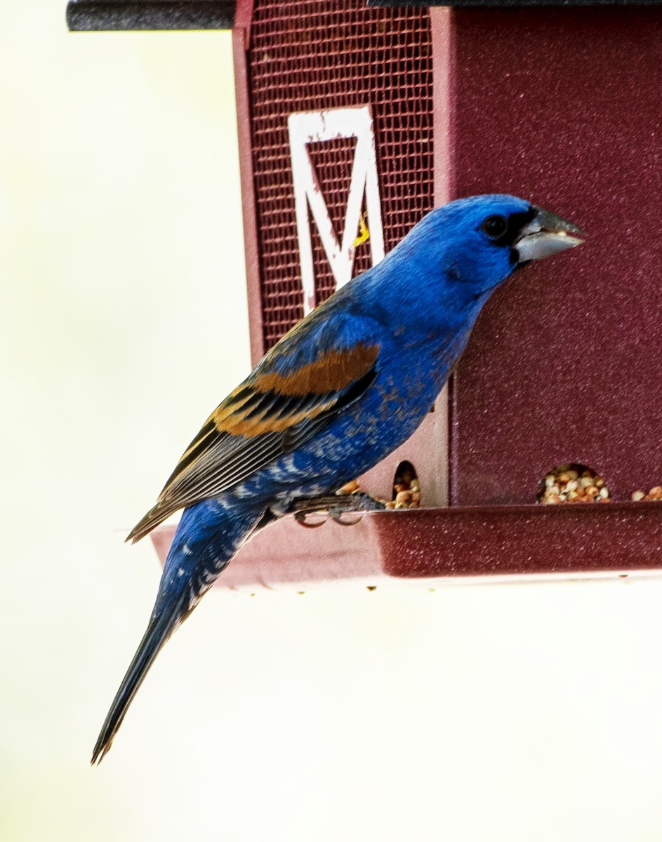 Blue Grosbeak - Jack Maddox