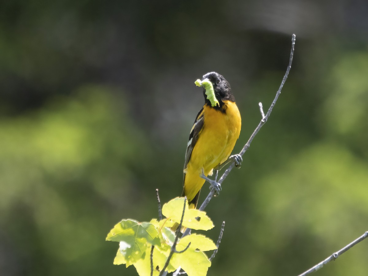 Baltimore Oriole - John Felton