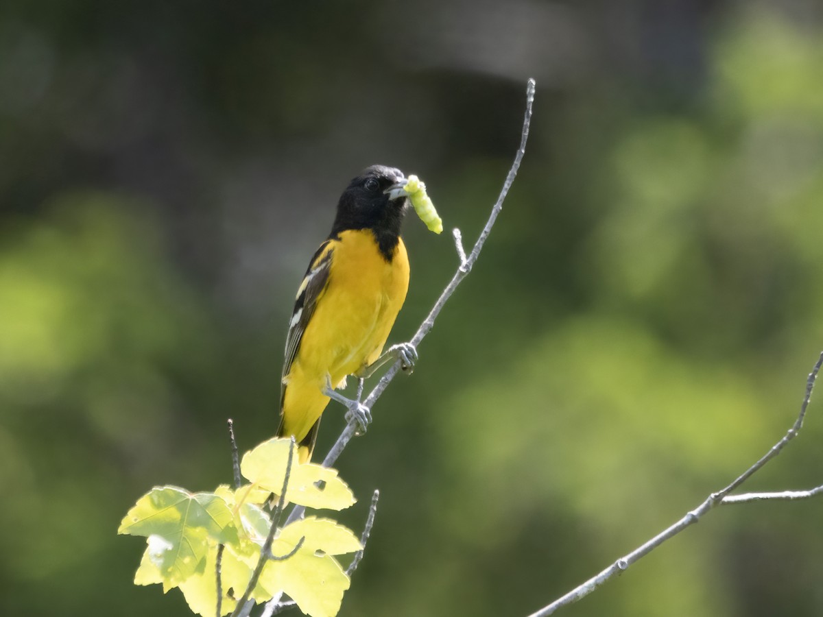 Baltimore Oriole - ML586313251