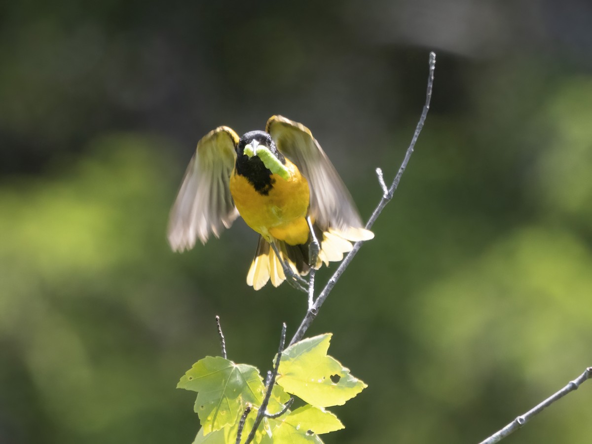 Oriole de Baltimore - ML586313351