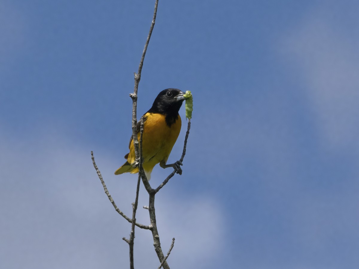 Baltimore Oriole - John Felton