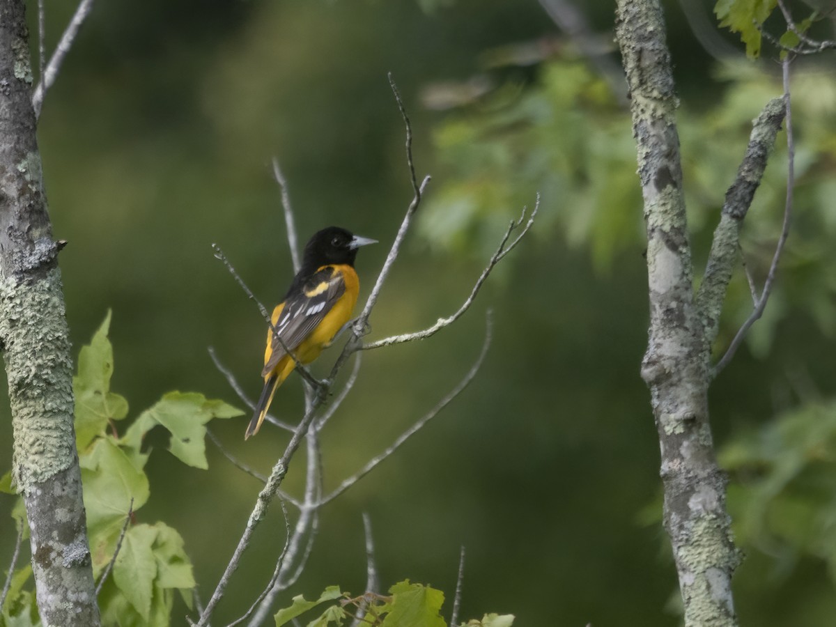 Baltimore Oriole - John Felton