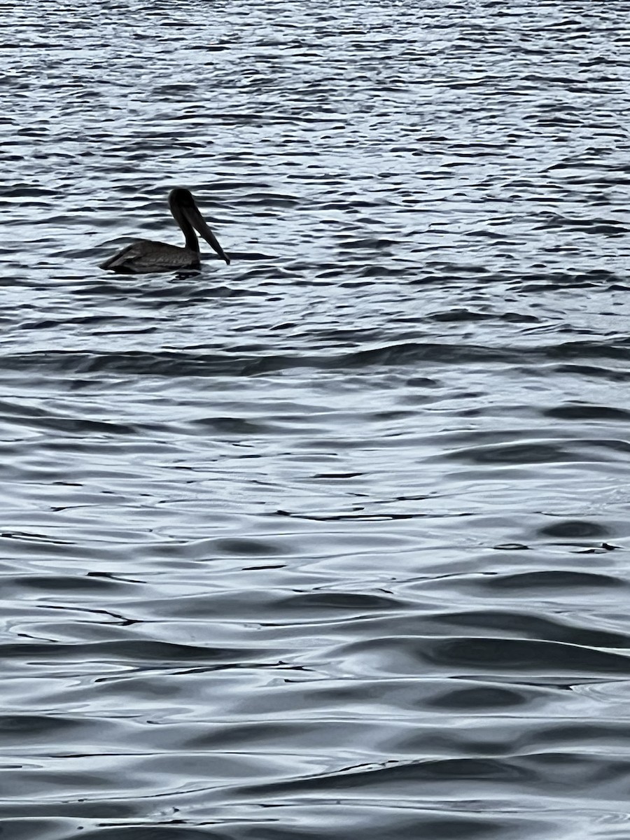 カッショクペリカン - ML586314751