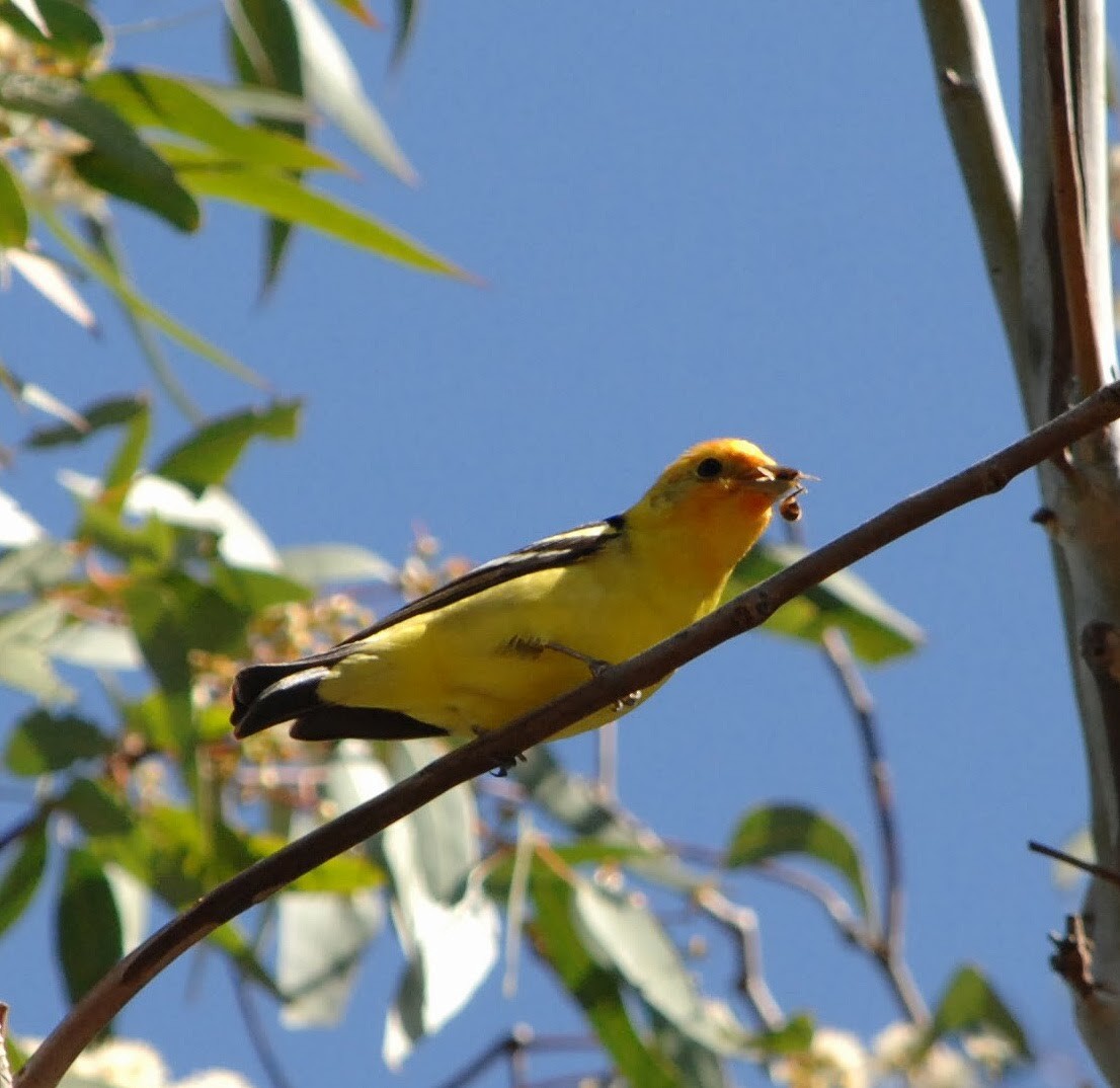 Western Tanager - ML58631481