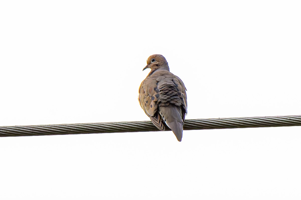 Mourning Dove - ML586314931