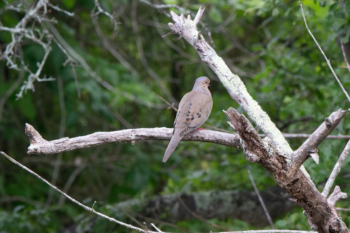 Mourning Dove - ML586315001
