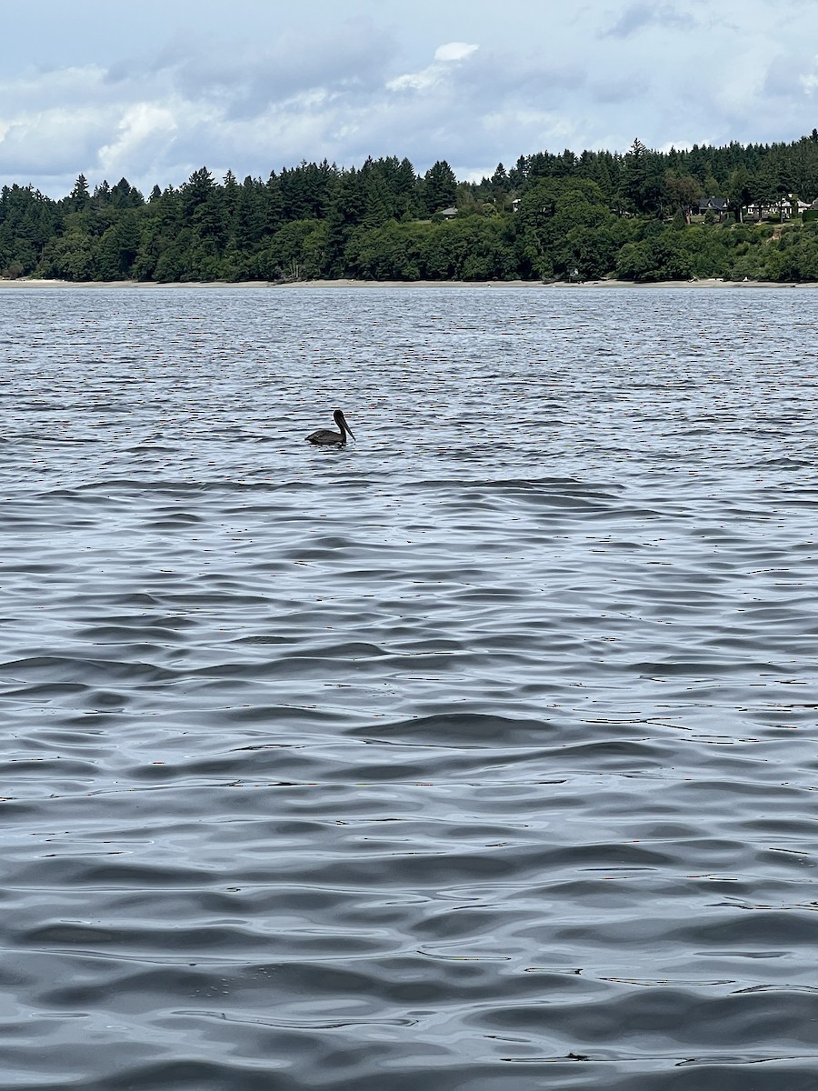 カッショクペリカン - ML586315111