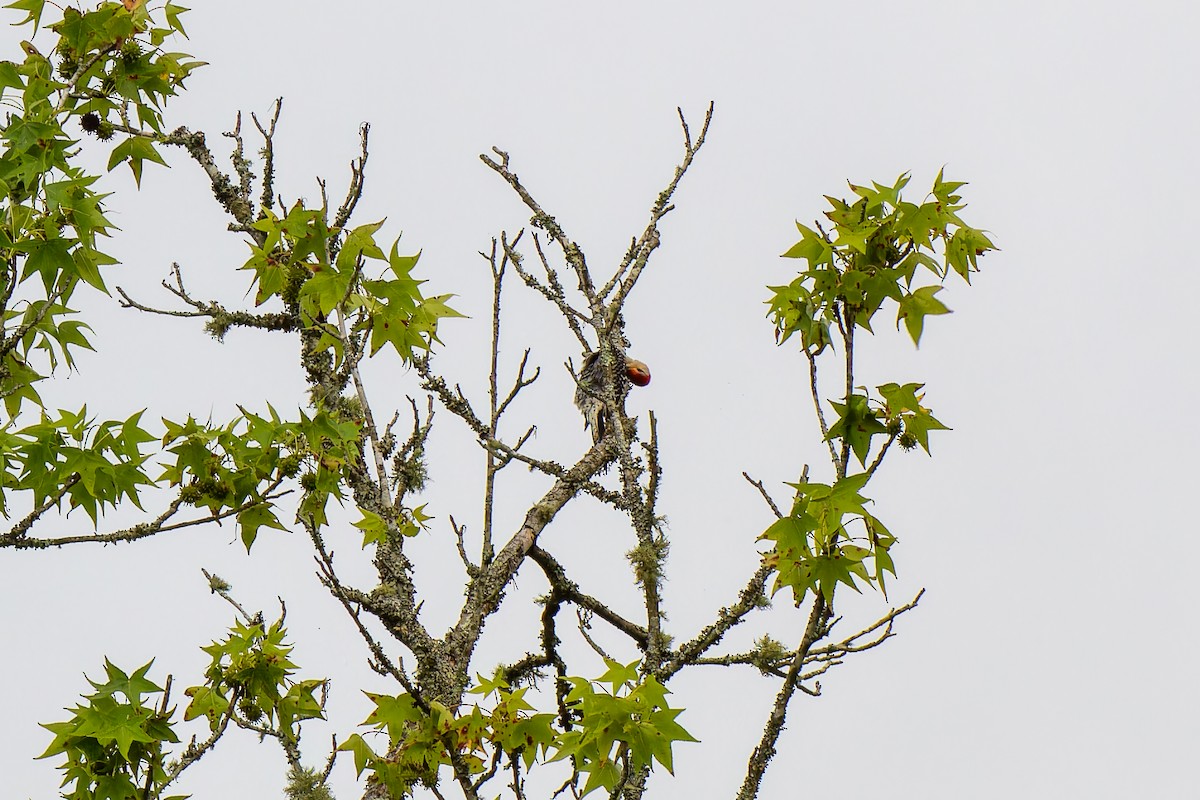 Red-bellied Woodpecker - ML586315161